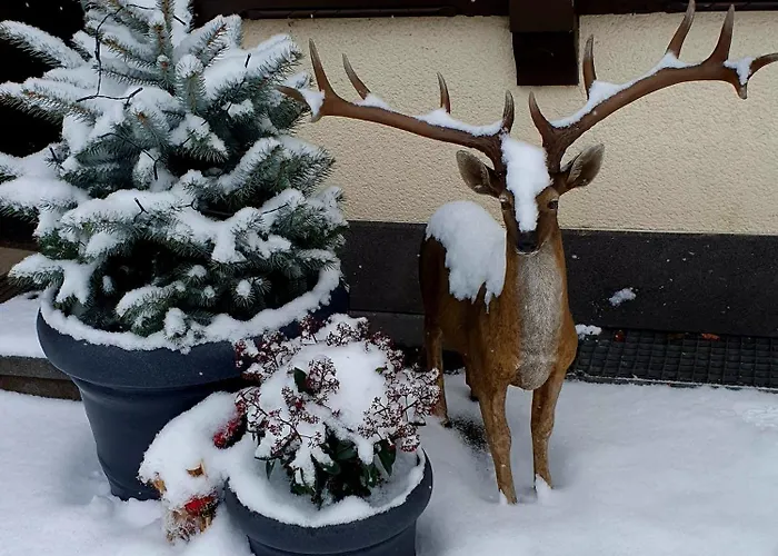 Bachmeier's Traube 게스트하우스 3*